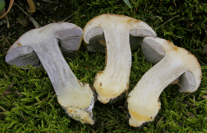 Cortinarius glaucopus da confermare.